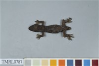 藏品(龜山壁虎)的圖片